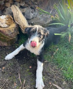 Jessica a black and white Romanian rescue dog | 1 Dog at a Time Rescue UK