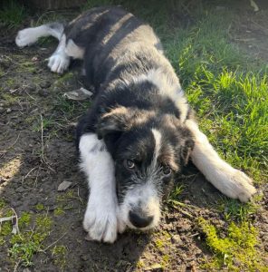 Jessica a black and white Romanian rescue dog | 1 Dog at a Time Rescue UK