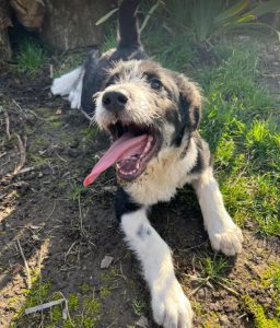 Jessica a black and white Romanian rescue dog | 1 Dog at a Time Rescue UK