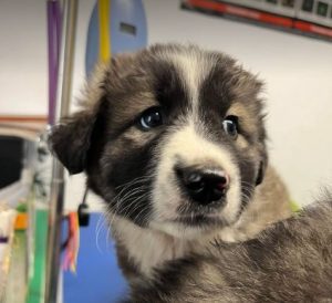 Marina a grey and white romanian rescue dog | 1 dog at a time rescue uk