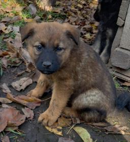 Miska a tan romanian rescue dog | 1 dog at a time rescue uk