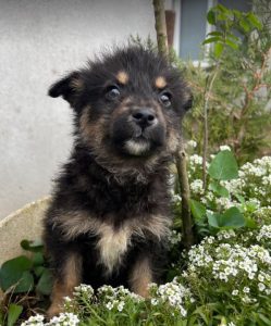 Misty a black and tan Romanian rescue dog | 1 Dog at a Time Rescue UK