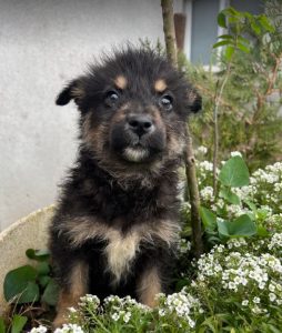 Misty a black and tan Romanian rescue dog | 1 Dog at a Time Rescue UK