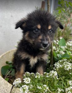 Misty a black and tan Romanian rescue dog | 1 Dog at a Time Rescue UK