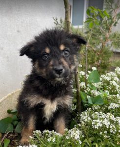 Misty a black and tan Romanian rescue dog | 1 Dog at a Time Rescue UK