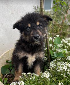 Misty a black and tan Romanian rescue dog | 1 Dog at a Time Rescue UK
