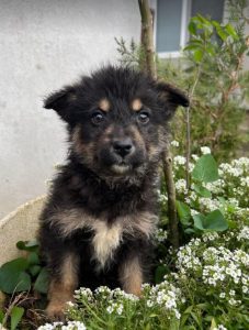 Misty a black and tan Romanian rescue dog | 1 Dog at a Time Rescue UK