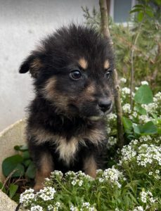 Misty a black and tan Romanian rescue dog | 1 Dog at a Time Rescue UK