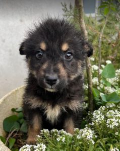Misty a black and tan Romanian rescue dog | 1 Dog at a Time Rescue UK