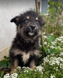Misty a black and tan Romanian rescue dog | 1 Dog at a Time Rescue UK