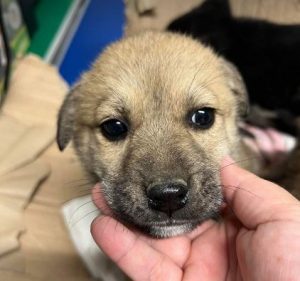 Mylie a tan romanian rescue dog | 1 dog at a time rescue uk