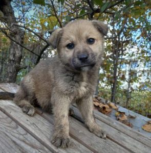 Mylie a tan romanian rescue dog | 1 dog at a time rescue uk