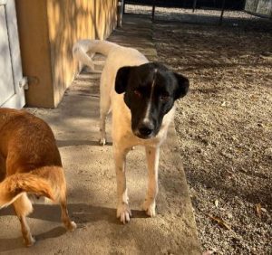 Shadow a black and white romanian rescue dog | 1 dog at a time rescue uk