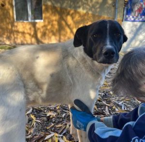 Shadow a black and white romanian rescue dog | 1 dog at a time rescue uk