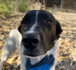Shadow a black and white romanian rescue dog | 1 dog at a time rescue uk
