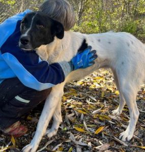 Shadow a black and white romanian rescue dog | 1 dog at a time rescue uk