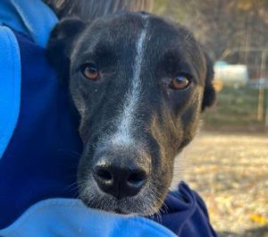 Shadow a black and white romanian rescue dog | 1 dog at a time rescue uk