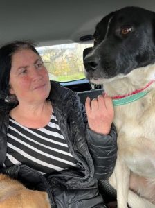 Shadow a black and white romanian rescue dog | 1 dog at a time rescue uk