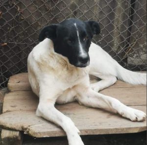 Shadow a black and white romanian rescue dog | 1 dog at a time rescue uk