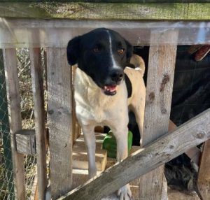 Shadow a black and white romanian rescue dog | 1 dog at a time rescue uk