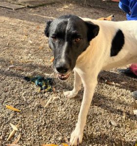 Shadow a black and white romanian rescue dog | 1 dog at a time rescue uk