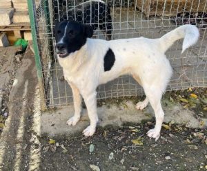 Shadow a black and white romanian rescue dog | 1 dog at a time rescue uk