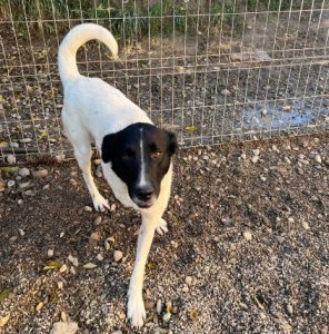 Shadow a black and white romanian rescue dog | 1 dog at a time rescue uk