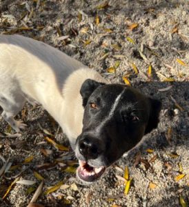 Shadow a black and white romanian rescue dog | 1 dog at a time rescue uk