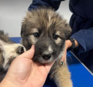 Shelby a grey and black romanian rescue dog | 1 dog at a time rescue uk