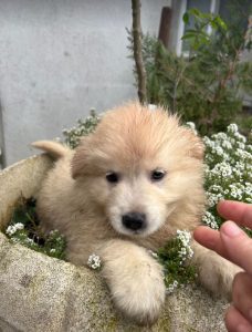 Simba a cream coloured Romanian rescue dog | 1 Dog at a Time Rescue UK