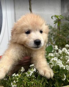 Simba a cream coloured Romanian rescue dog | 1 Dog at a Time Rescue UK