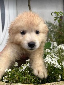Simba a cream coloured Romanian rescue dog | 1 Dog at a Time Rescue UK