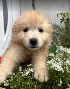 Simba a cream coloured Romanian rescue dog | 1 Dog at a Time Rescue UK