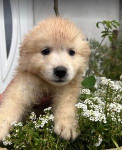 Simba a cream coloured Romanian rescue dog | 1 Dog at a Time Rescue UK