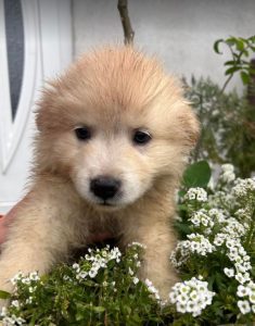 Simba a cream coloured Romanian rescue dog | 1 Dog at a Time Rescue UK