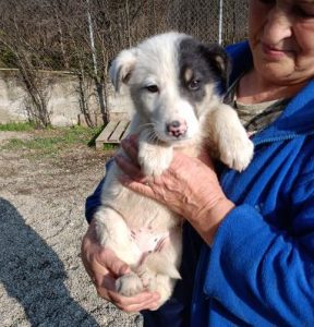 Smudge a black and white romanian rescue dog | 1 dog at a time rescue uk