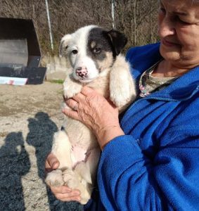 Smudge a black and white romanian rescue dog | 1 dog at a time rescue uk