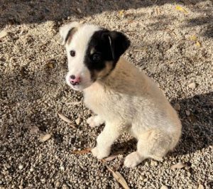 Smudge a black and white romanian rescue dog | 1 dog at a time rescue uk