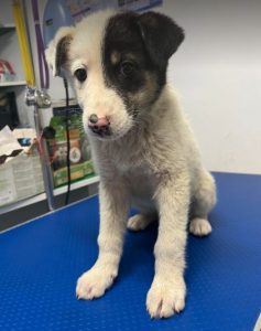 Smudge a black and white romanian rescue dog | 1 dog at a time rescue uk