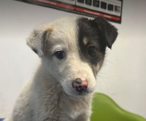 Smudge a black and white romanian rescue dog | 1 dog at a time rescue uk