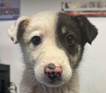 Smudge a black and white romanian rescue dog 7_1 dog at a time rescue uk Smudge a black and white romanian rescue dog | 1 dog at a time rescue uk