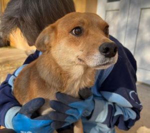 Sunny a tan romanian rescue dog | 1 dog at a time rescue uk