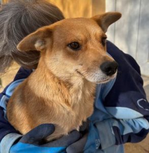 Sunny a tan romanian rescue dog | 1 dog at a time rescue uk