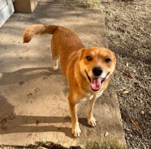 Sunny a tan romanian rescue dog | 1 dog at a time rescue uk