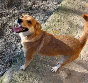 Sunny a tan romanian rescue dog | 1 dog at a time rescue uk