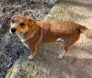 Sunny a tan romanian rescue dog | 1 dog at a time rescue uk