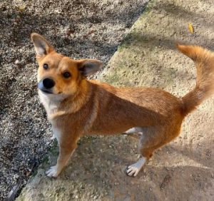 Sunny a tan romanian rescue dog | 1 dog at a time rescue uk