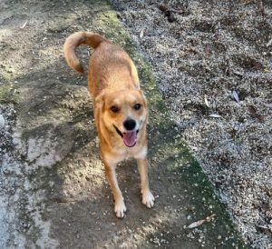 Sunny a tan romanian rescue dog | 1 dog at a time rescue uk