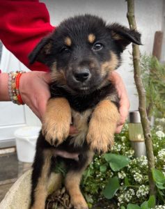 Wesley a black and tan Romanian rescue dog | 1 Dog at a Time Rescue UK