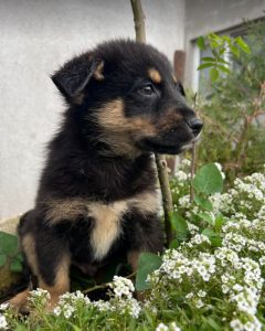 Wesley a black and tan Romanian rescue dog | 1 Dog at a Time Rescue UK
